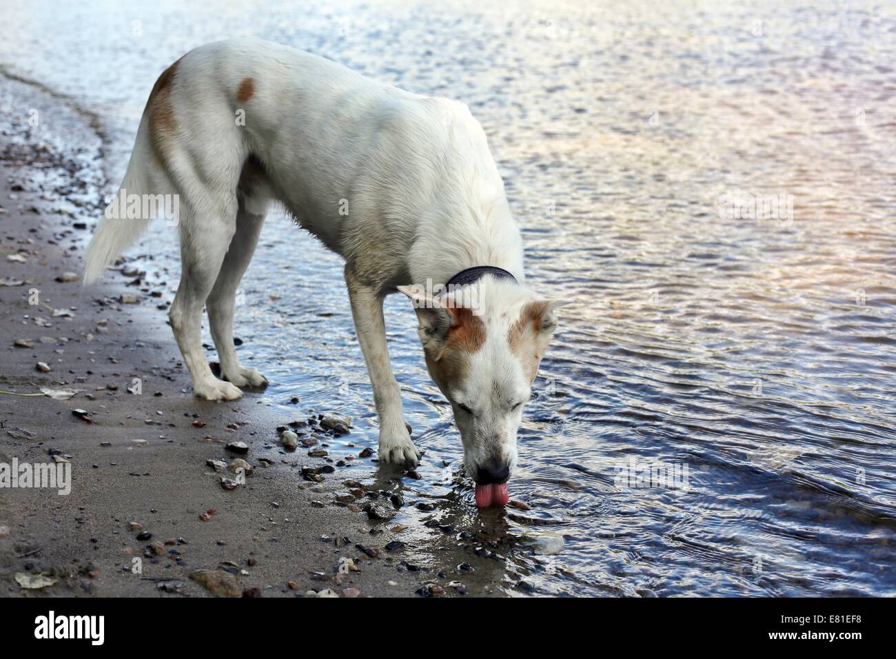 Un chien blanc boire d'une rivière. Banque D'Images