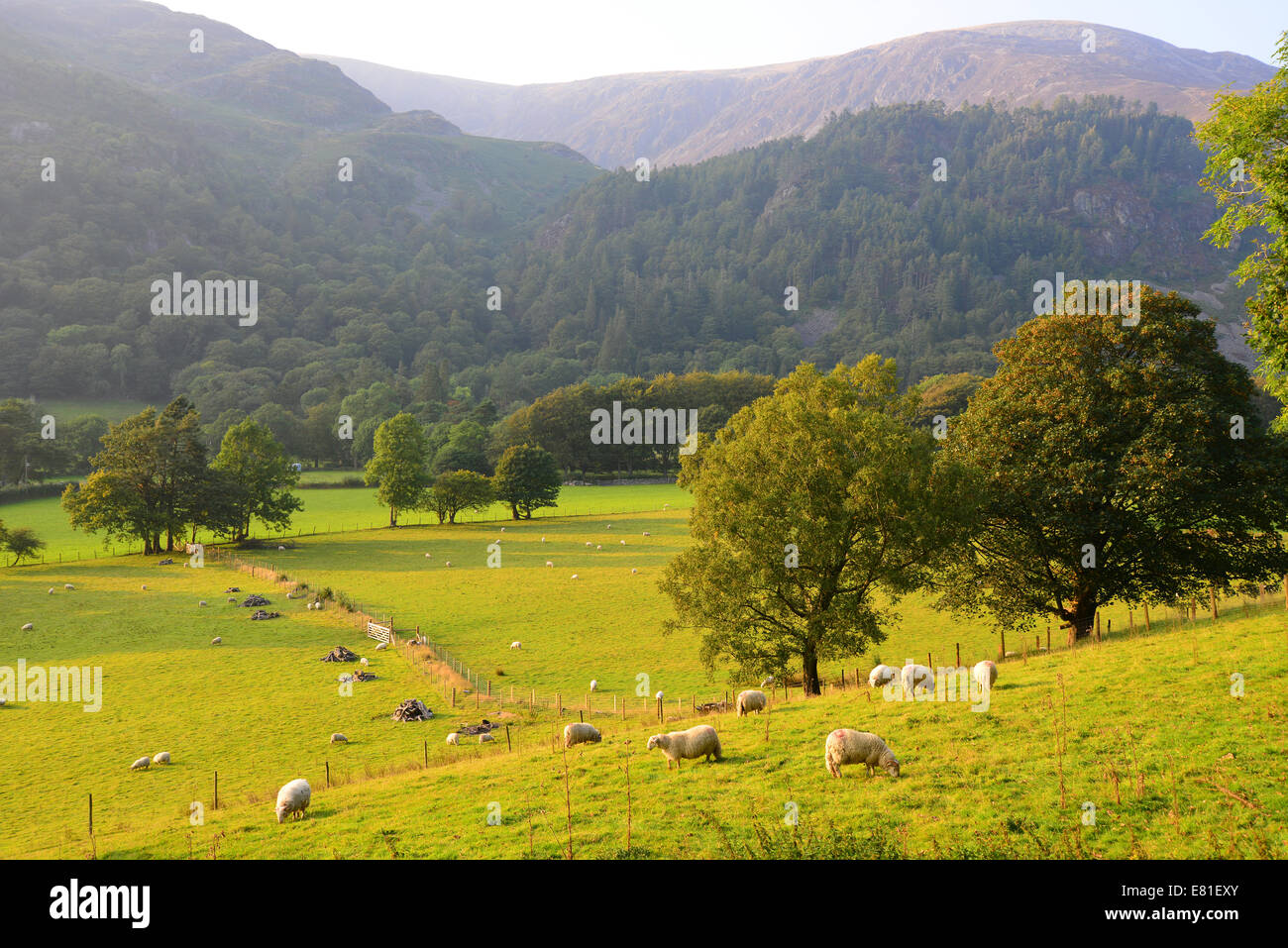 Moutons dans le champ, le parc national de Snowdonia, Gwynedd, Pays de Galles, Royaume-Uni Banque D'Images