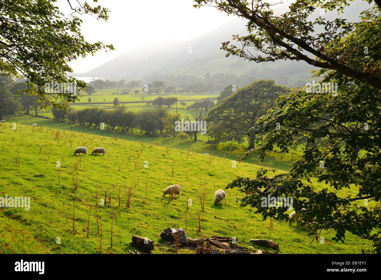 Moutons dans le champ, le parc national de Snowdonia, Gwynedd, Pays de Galles, Royaume-Uni Banque D'Images