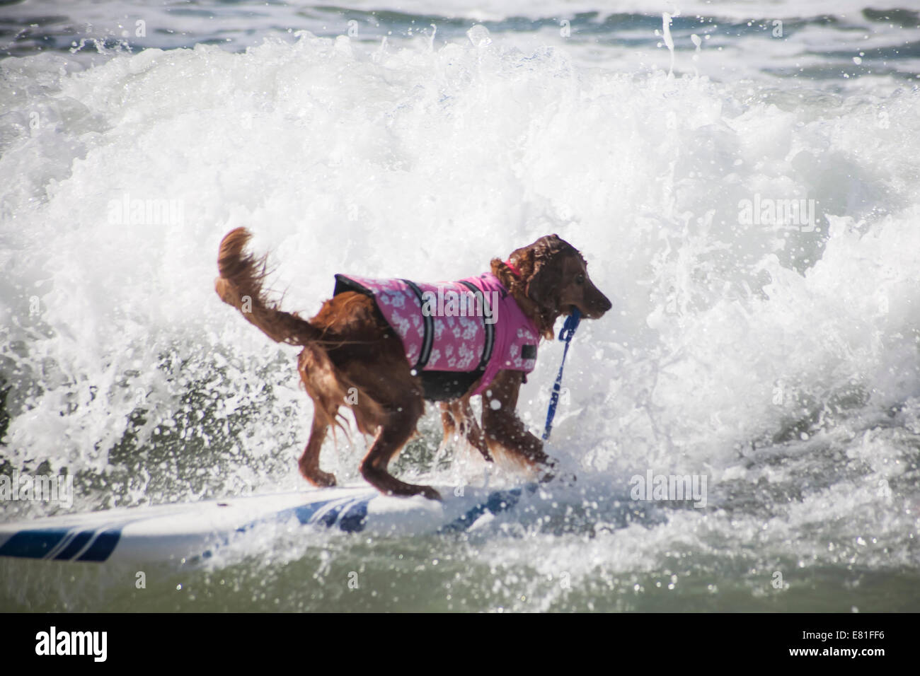 Huntington Beach, CA, USA. 28 Septembre, 2014. Un chien est en concurrence avec laisse dans la bouche en Surf City Surf Dog™ canine annuelle concours de surf. Les chiens de toutes tailles 'accrocher 20' qui s'affronteront dans quatre divisions de classe de poids, ainsi qu'un tandem de la chaleur. Ils sont jugés d'une variété de compétences, y compris la durée de leur trajet et leur confiance au conseil. Credit : Andie Mills/Alamy Live News Banque D'Images