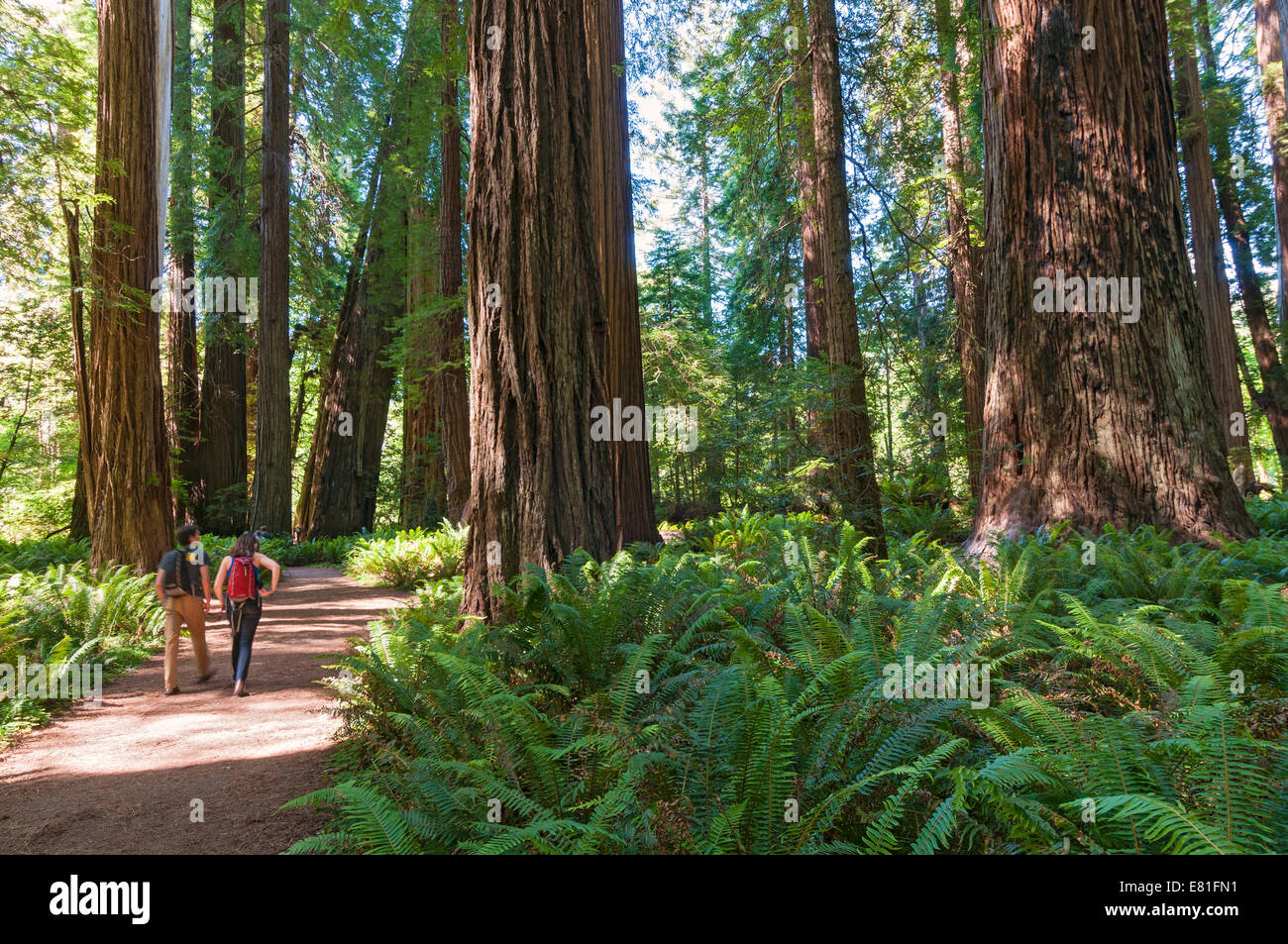 La Californie, Crescent City aux environs, Jedediah Smith Redwoods State Park, le stout Grove Banque D'Images