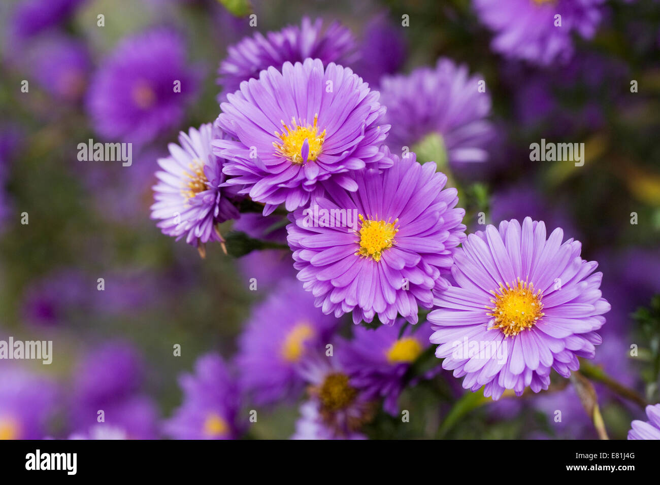 Asters lilas dans une frontière. Banque D'Images