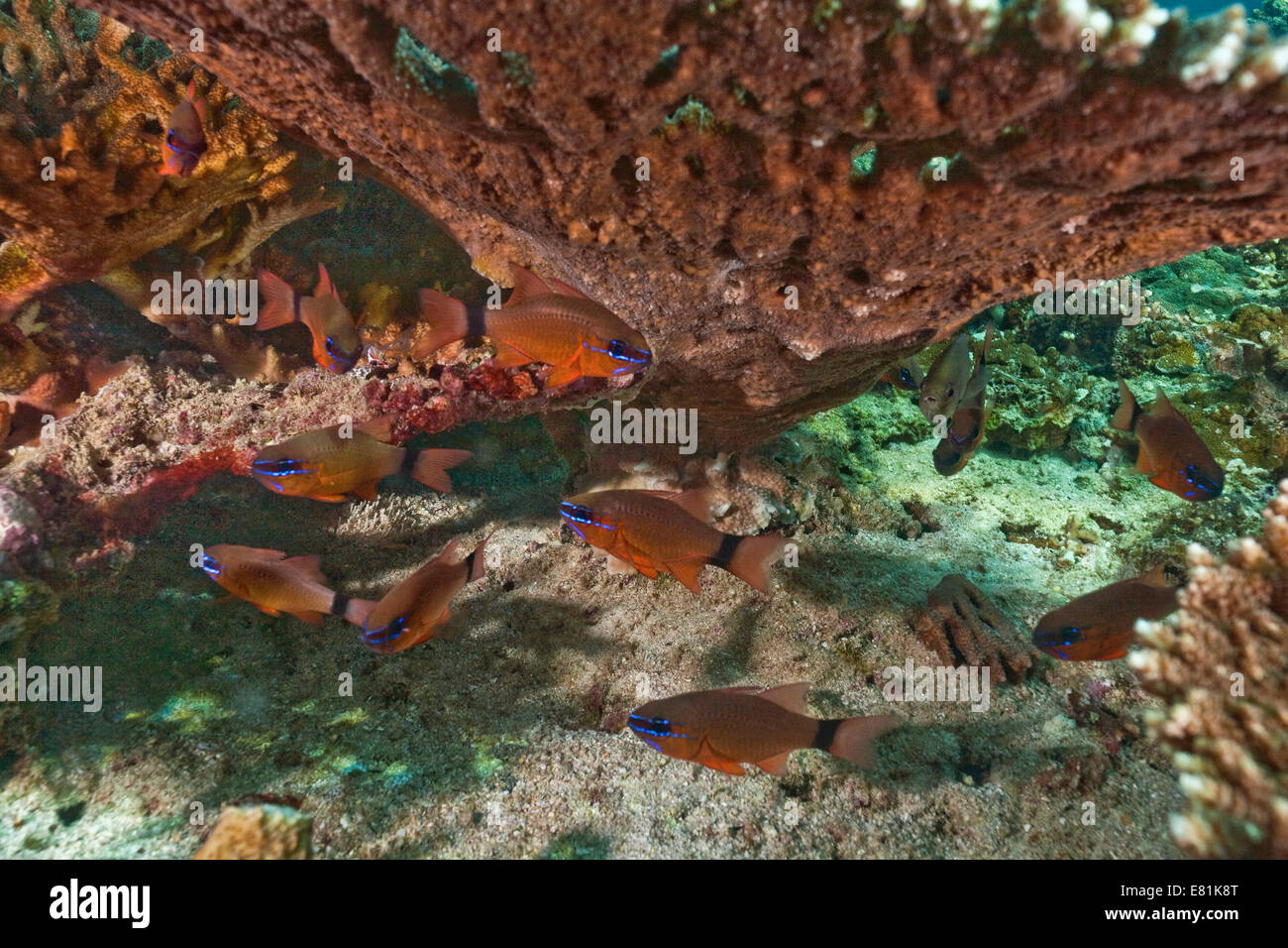 Ring-tailed Kauderni (Apogon aureus), golfe d'Oman, Oman Banque D'Images