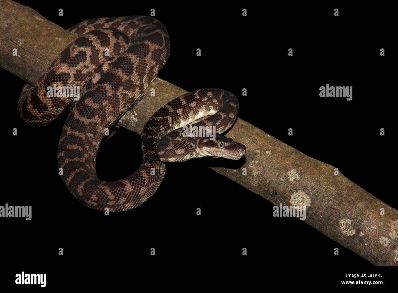 À l'échelle approximative (Python Morelia carinata) Banque D'Images