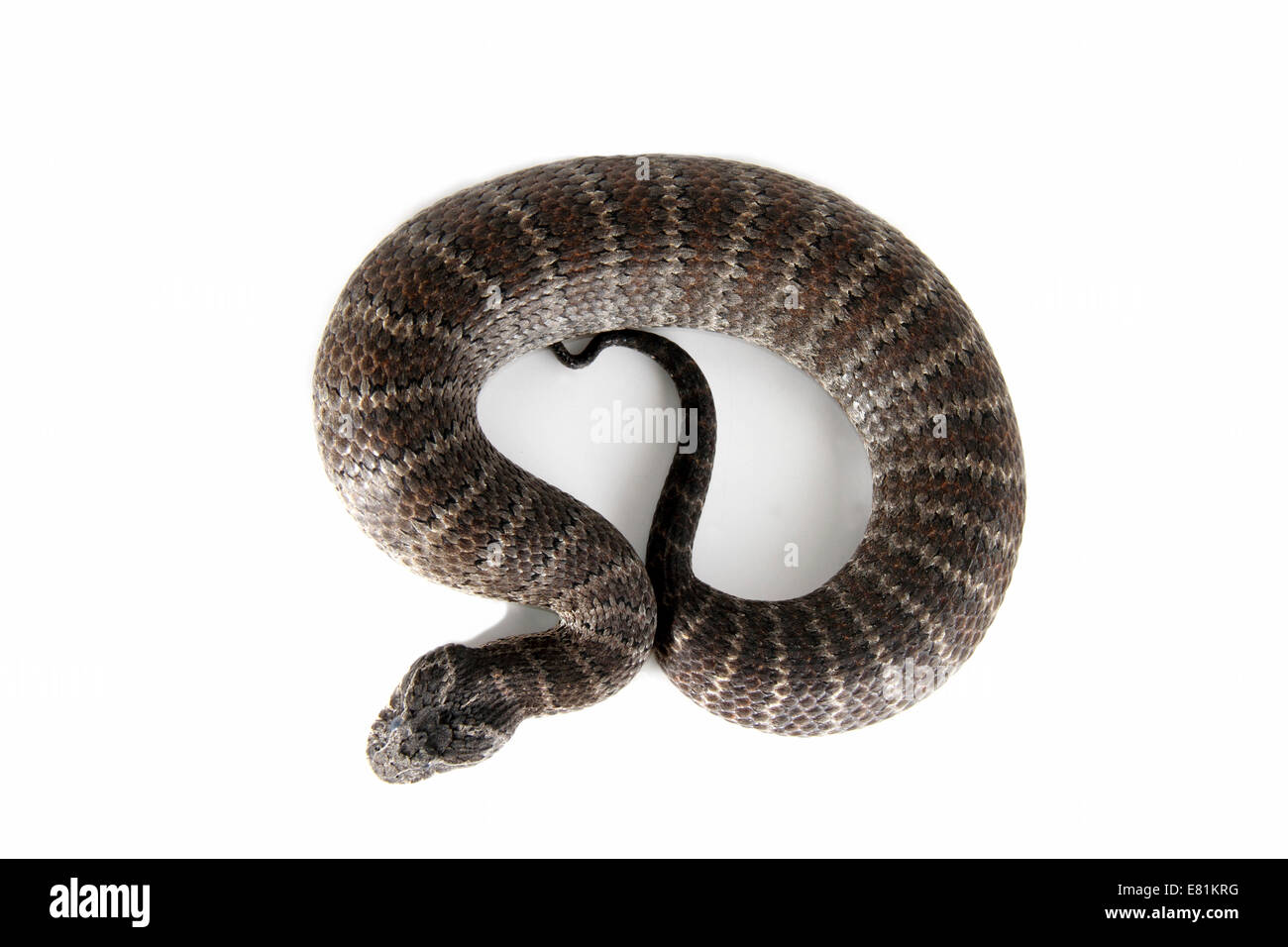 Death Adder commun (Acanthophis antarcticus) Banque D'Images