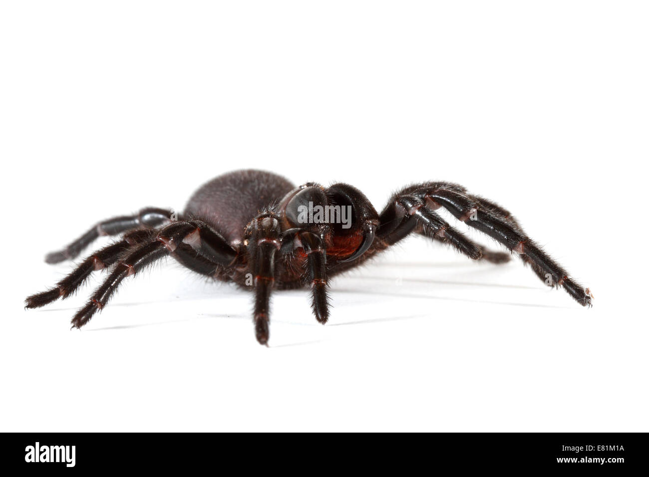 Sydney Funnel-Web Spider (Atrax robustus) Banque D'Images