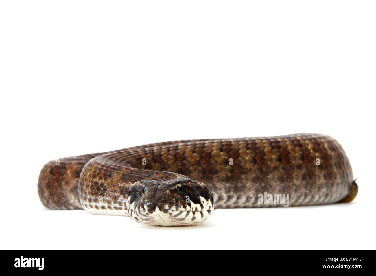 Death Adder commun (Acanthophis antarcticus), red morph Banque D'Images