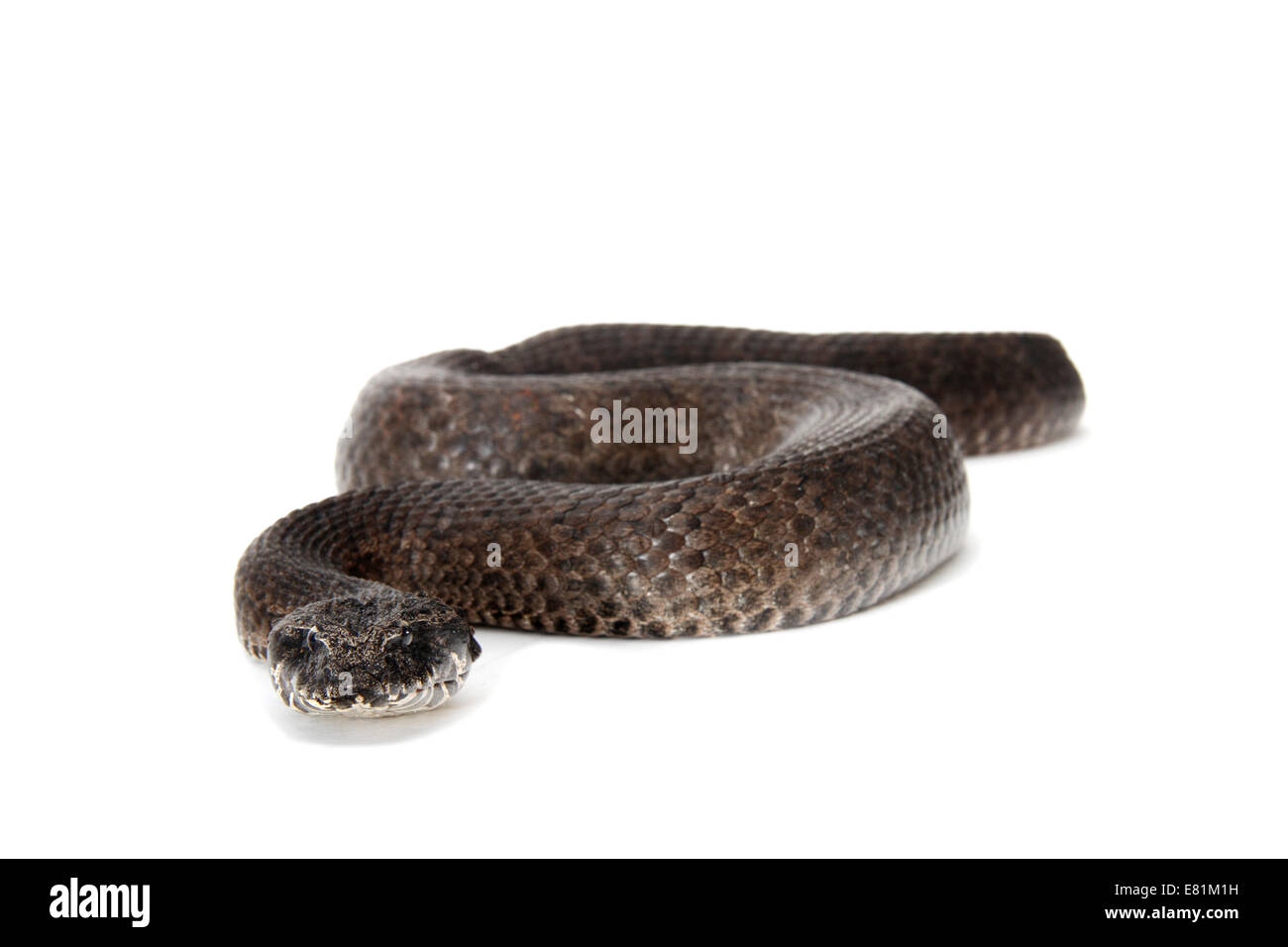 Death Adder commun (Acanthophis antarcticus), morph gris Banque D'Images