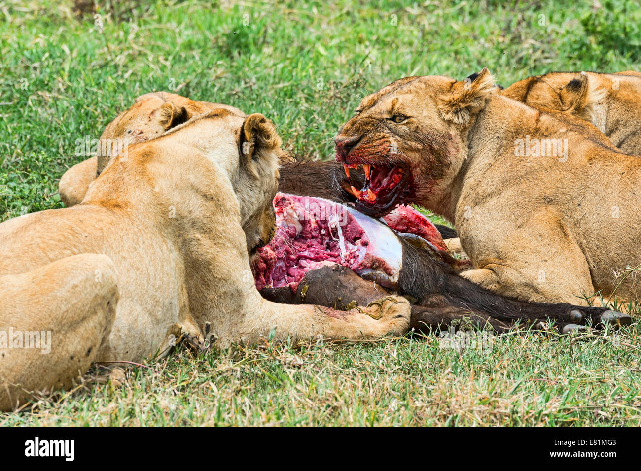 Les lions (Panthera leo) se nourrissant de proies le Chassé, le cratère du Ngorongoro, en Tanzanie Banque D'Images