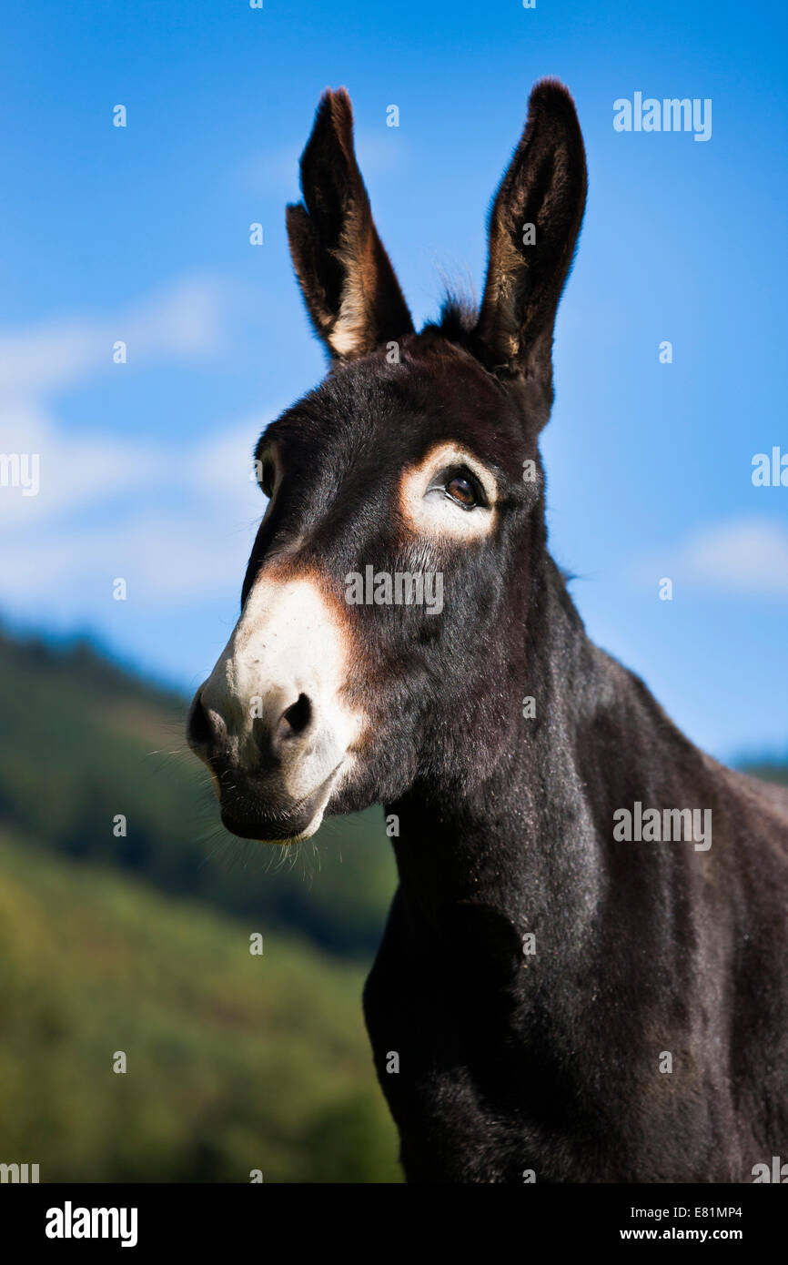 Âne, half-breed, portrait, Tyrol du Nord, Autriche Banque D'Images