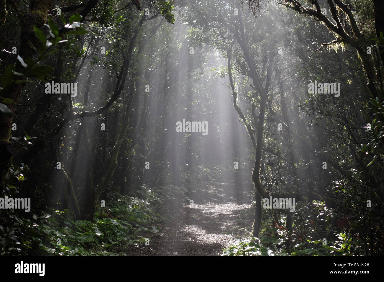 Les rayons du soleil passant à travers la forêt de nuage, Cumbre Nueva, La Palma, Canary Islands, Spain Banque D'Images