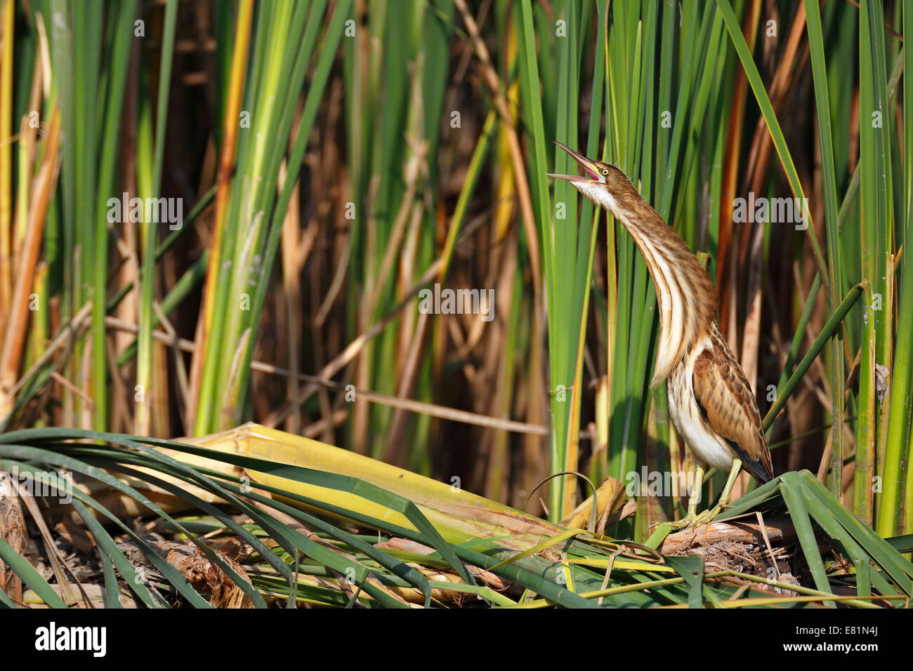 Blongios nain (Ixobrychus minutus), oiseau juvénile régurgiter à la Reed, bord du lac, Dessau-Rosslau Kühnauer Voir Banque D'Images