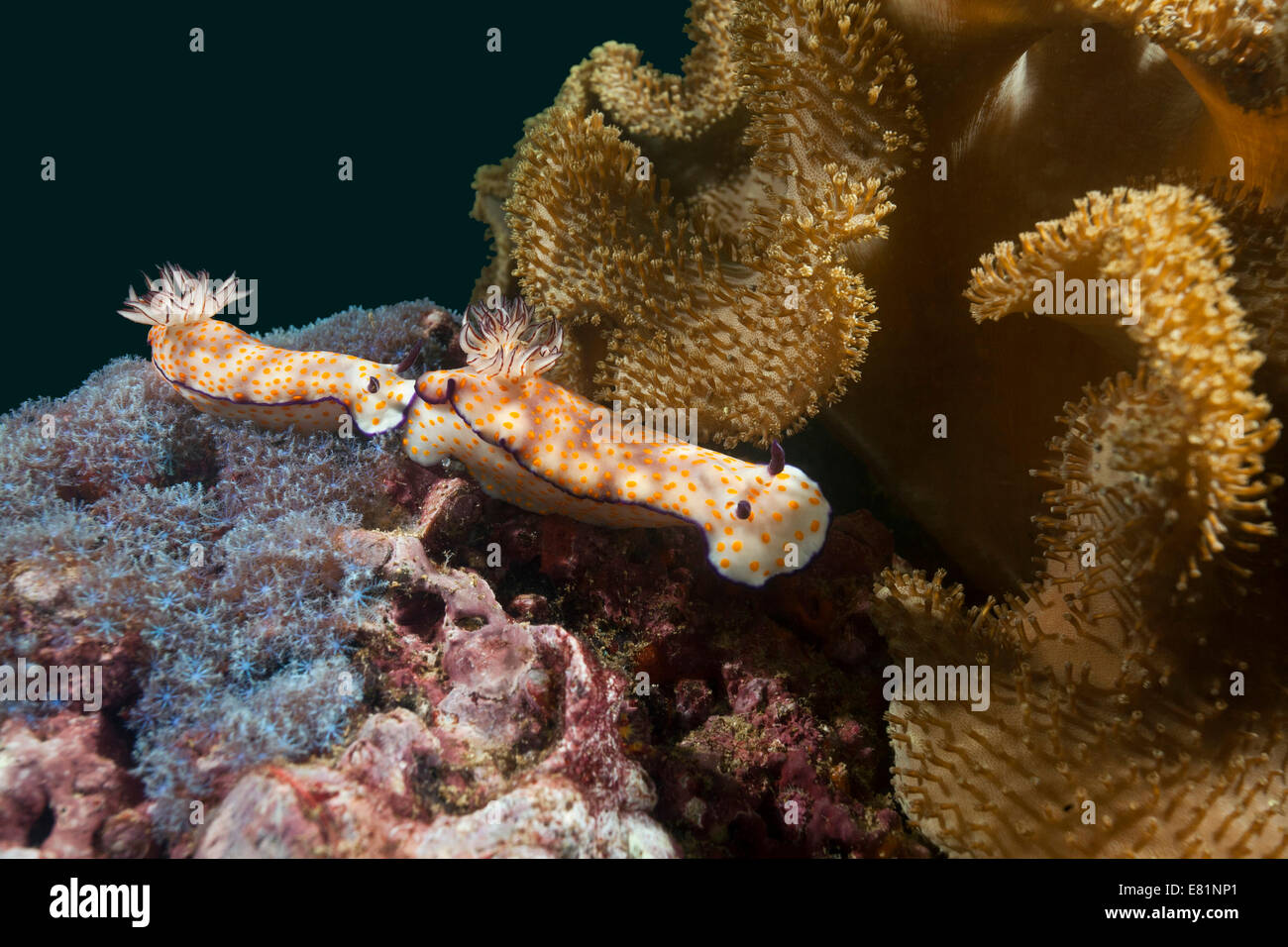 Limaces de mer (Risbecia pulchella), golfe d'Oman, Oman Banque D'Images