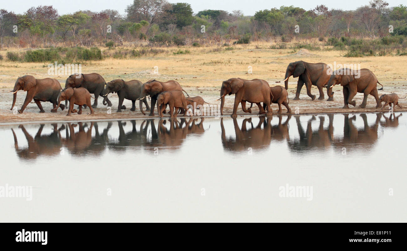 Hwange, Zimbabwe. 27 Sep, 2014. Un troupeau d'éléphants est repéré près de nyamandhlovu, un pan de l'eau populaires-trou dans le parc national de Hwange, département, Zimbabwe, le 27 septembre 2014. Le Zimbabwe, avec l'une des plus grandes populations d'éléphants, a signalé que quelques cas de braconnage des éléphants cette année grâce à l'amélioration de l'anti-braconnage après plus de 100 éléphants sont morts de l'empoisonnement au cyanure par des braconniers d'Ivoire il y a un an. © Xu Lingui/Xinhua/Alamy Live News Banque D'Images