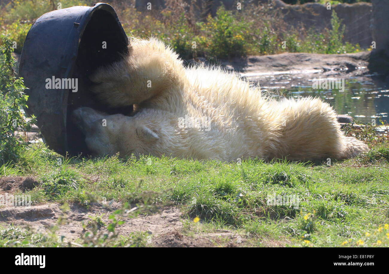 L'ours polaire (Ursus maritimus) jouant avec un tube en plastique noir Banque D'Images