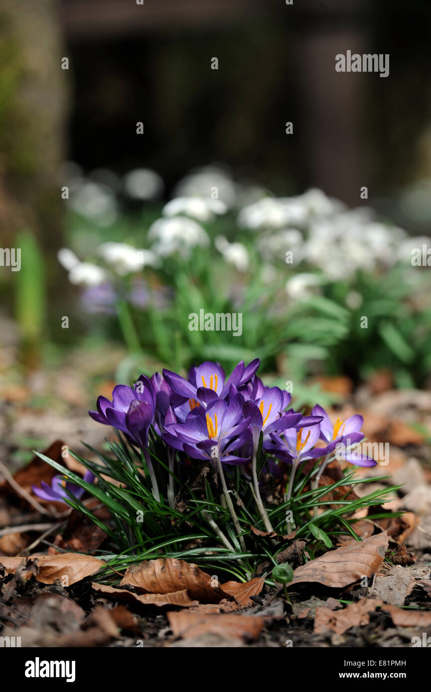 Floraison de Crocus dans un environnement boisé avec perce-neige derrière UK Banque D'Images