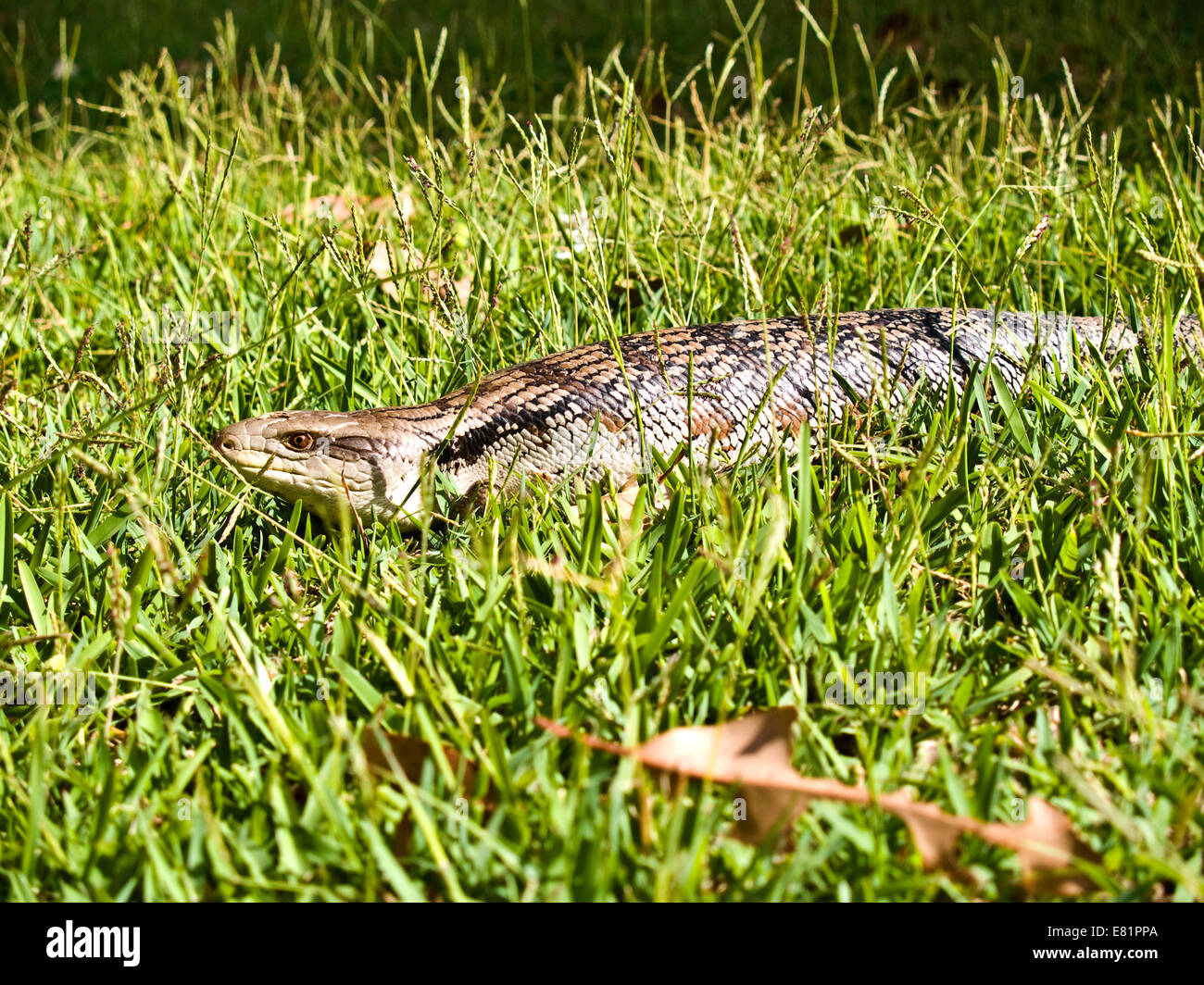 L'Australie : Lézard Langue Bleue (Tiliqua scincoides) Banque D'Images