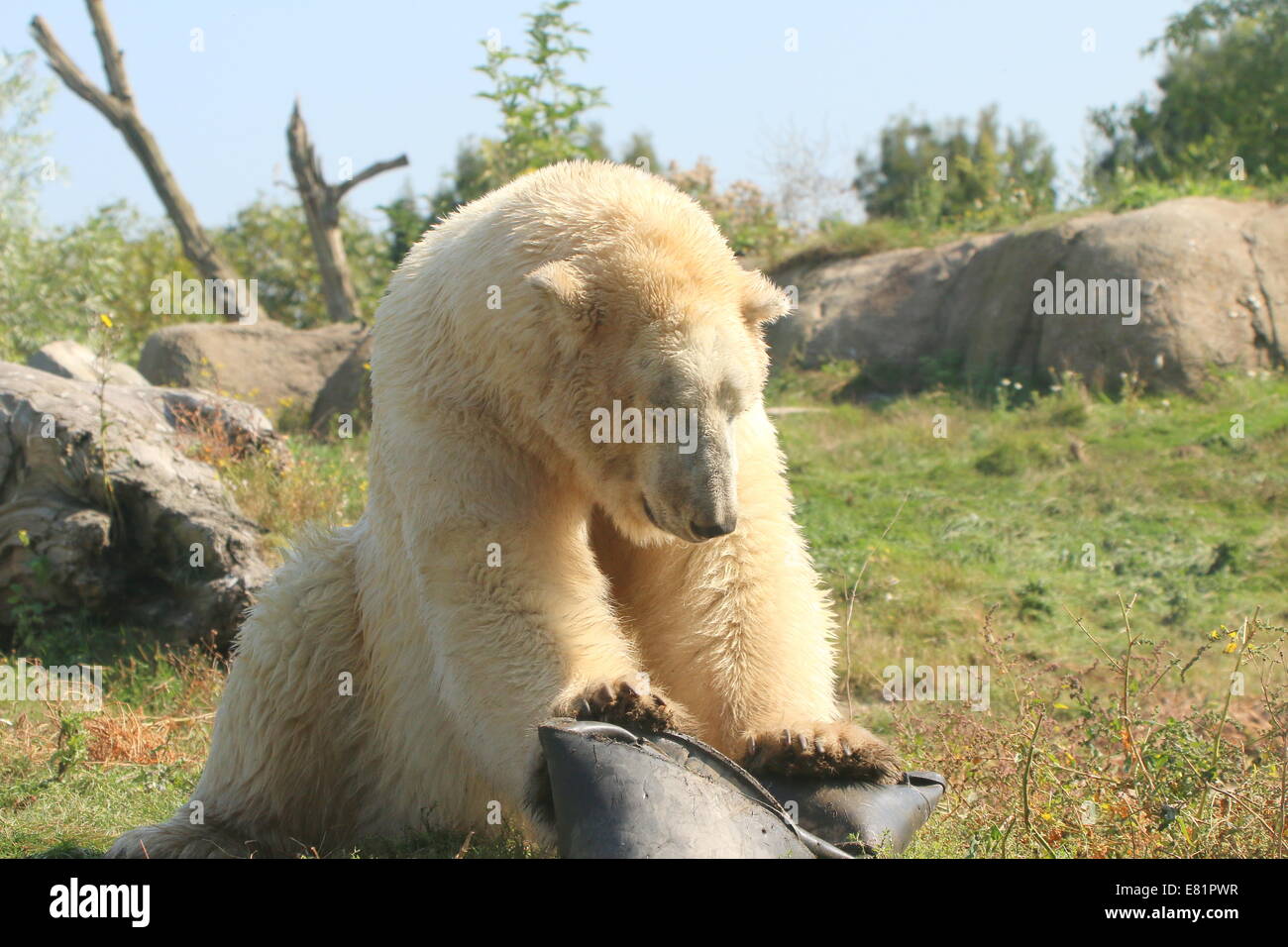 Mâle Ours polaire (Ursus maritimus) appelé Eric jouant avec une baignoire en plastique noir, l'écraser avec ses pattes avant dans le Zoo de Rotterdam Banque D'Images