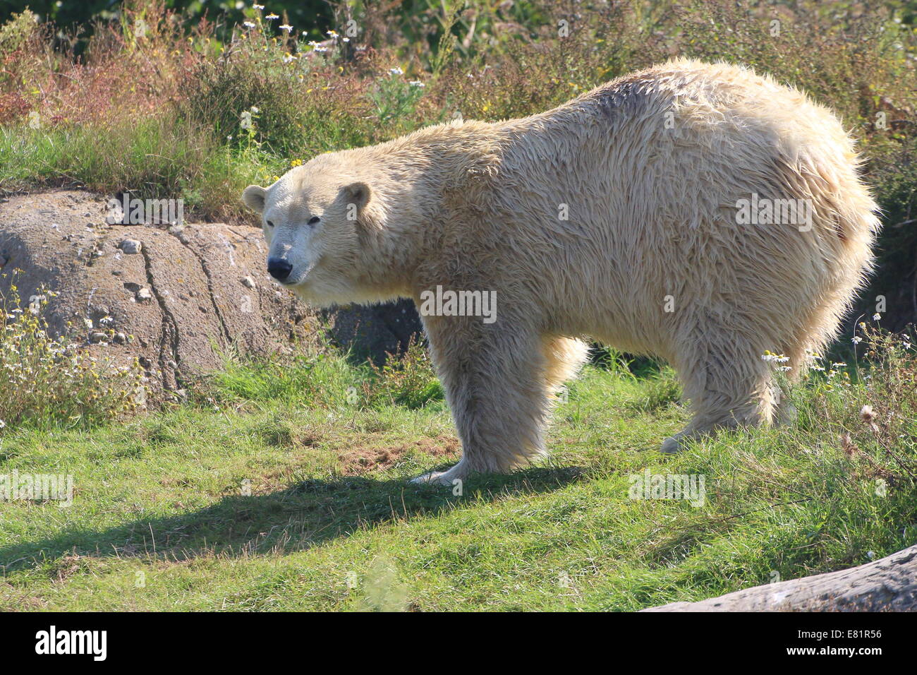 Mâle Ours polaire (Ursus maritimus) marche dans un paysage d'été naturel Banque D'Images