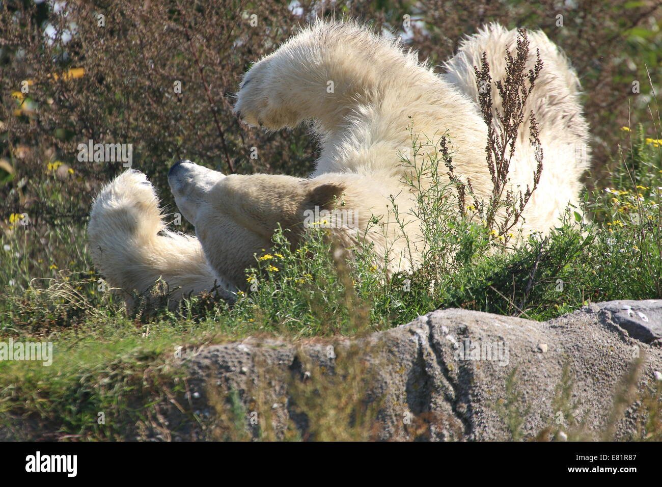 L'ours polaire (Ursus maritimus) farniente et roulant sur son dos dans l'herbe en été Banque D'Images