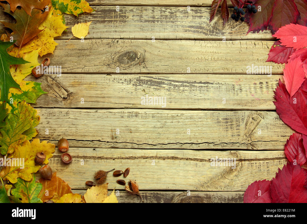 Automne fond avec des feuilles de couleur et de glands sur planche de bois Banque D'Images