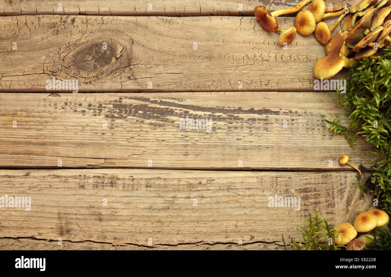 Automne fond avec de la mousse et des champignons sur planche de bois Banque D'Images