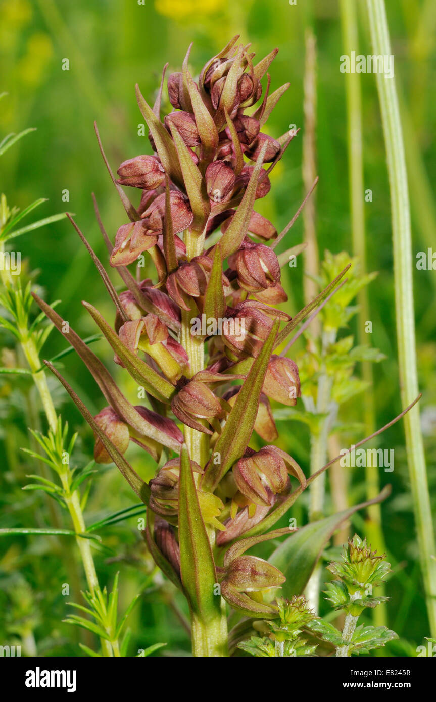Frog - Orchidée Dactylorhiza viride croissant sur les Hébrides extérieures, de "machair" Banque D'Images