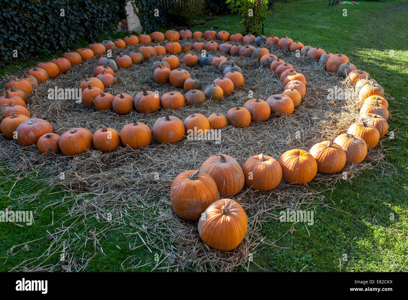 Ferme de citrouilles, citrouilles empilées en lignes sur le sol, labyrinthe Banque D'Images