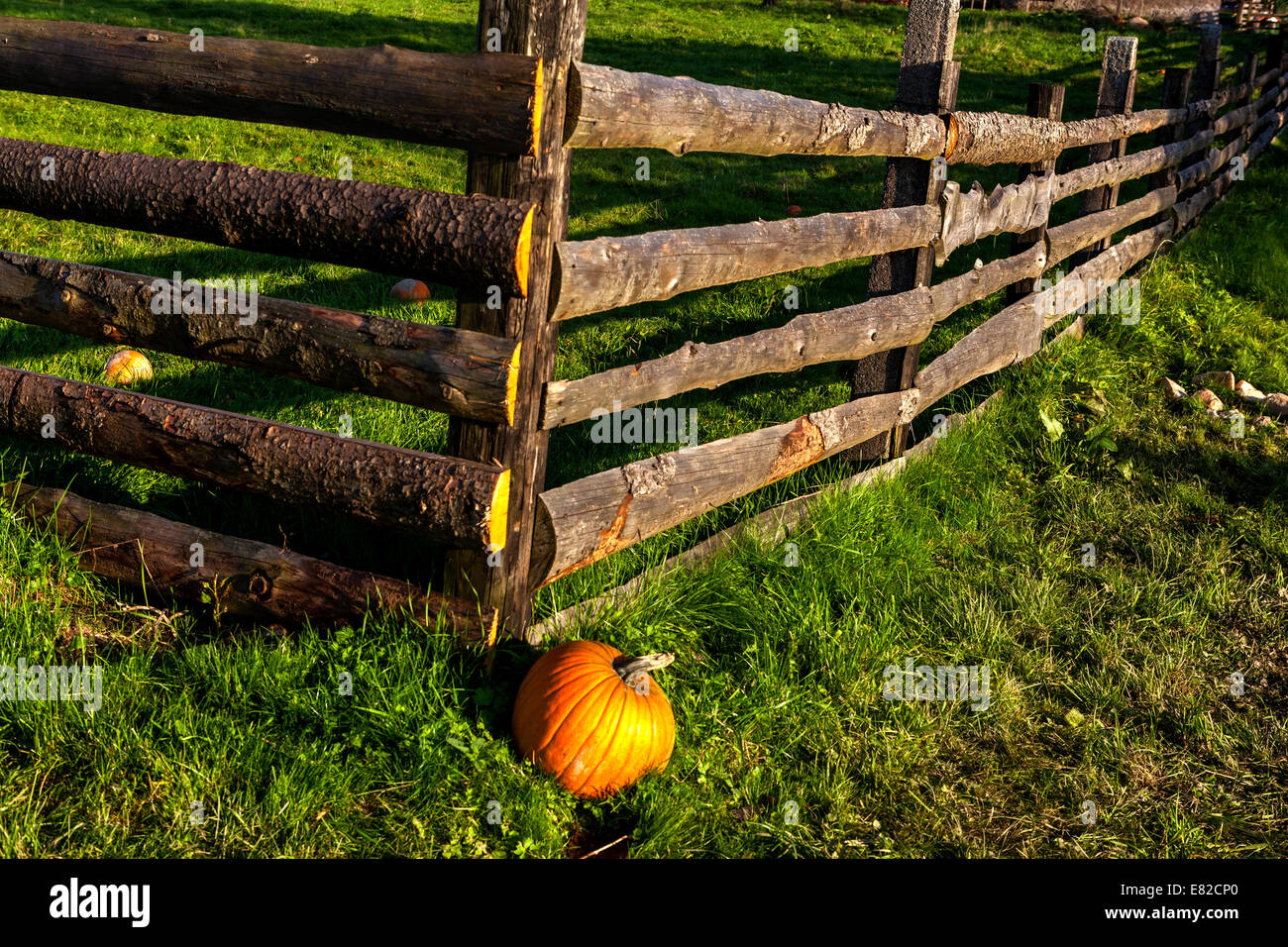 Citrouille à la clôture en bois Banque D'Images