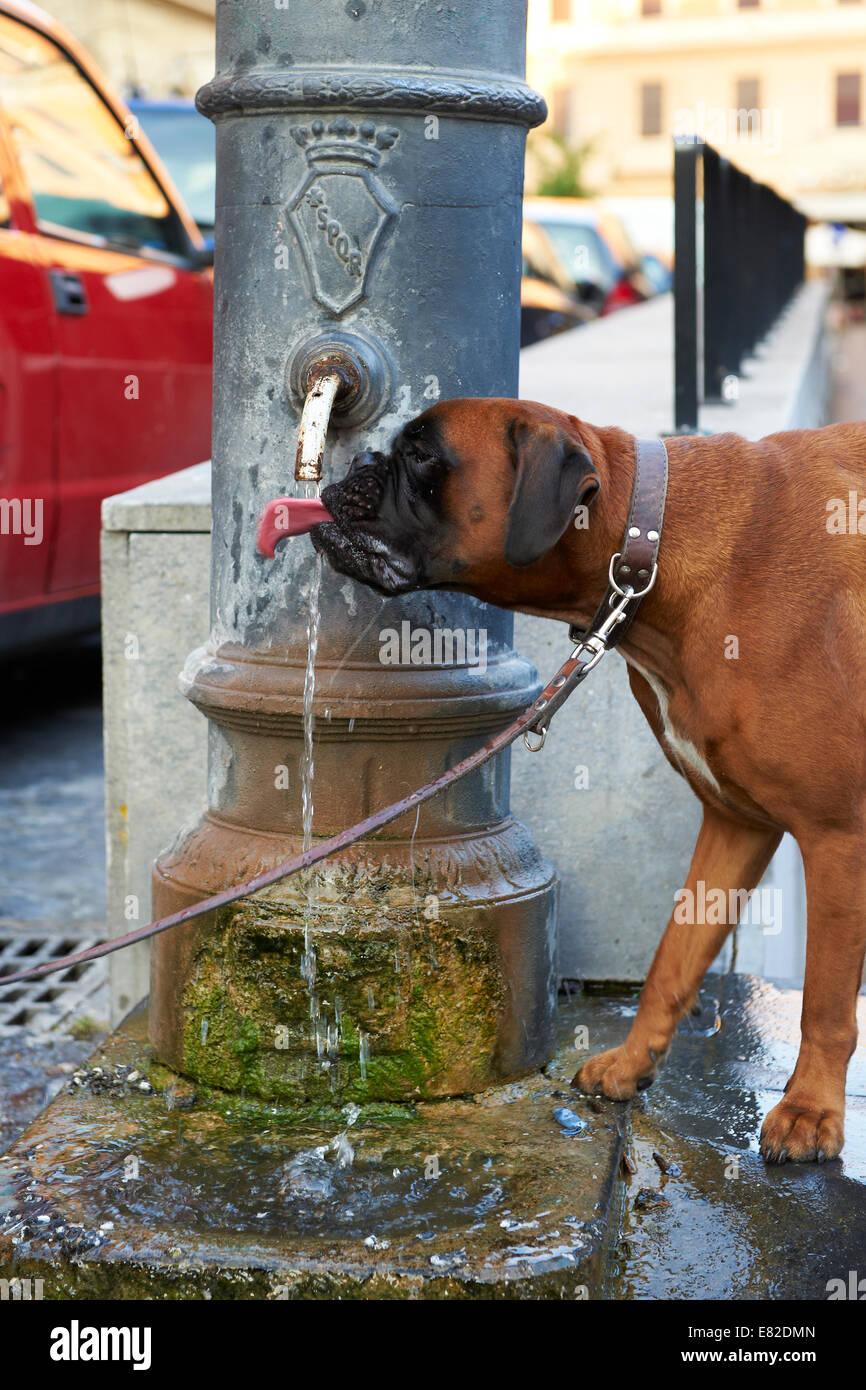 Boxer dog l'eau potable d'une fontaine dans le Trastevere, Rome, Italie Banque D'Images