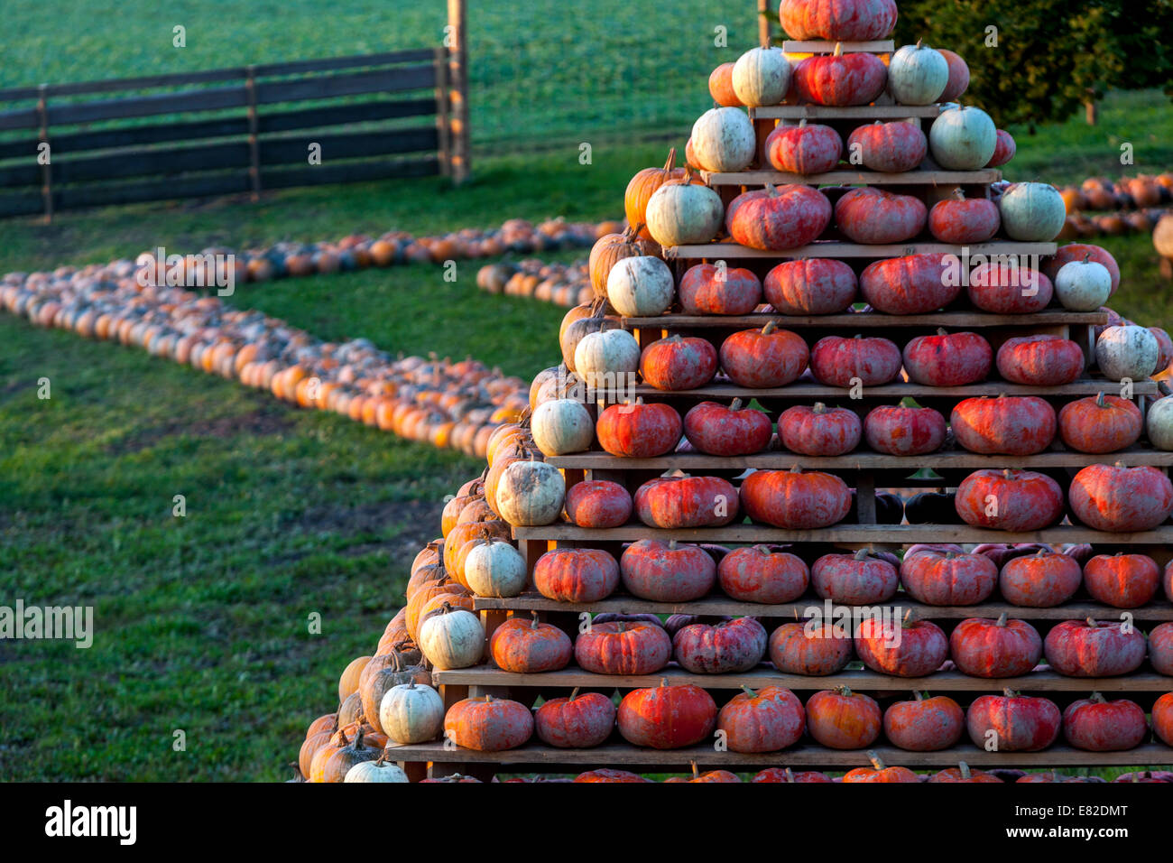 Ferme de citrouilles, citrouilles empilées en forme de pyramide Banque D'Images