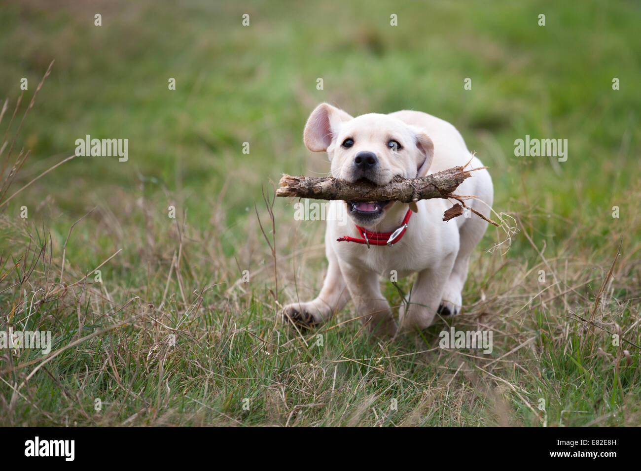 L'exécution de Labrador retriever chiot à aller chercher le bois et à l'outdoor Banque D'Images