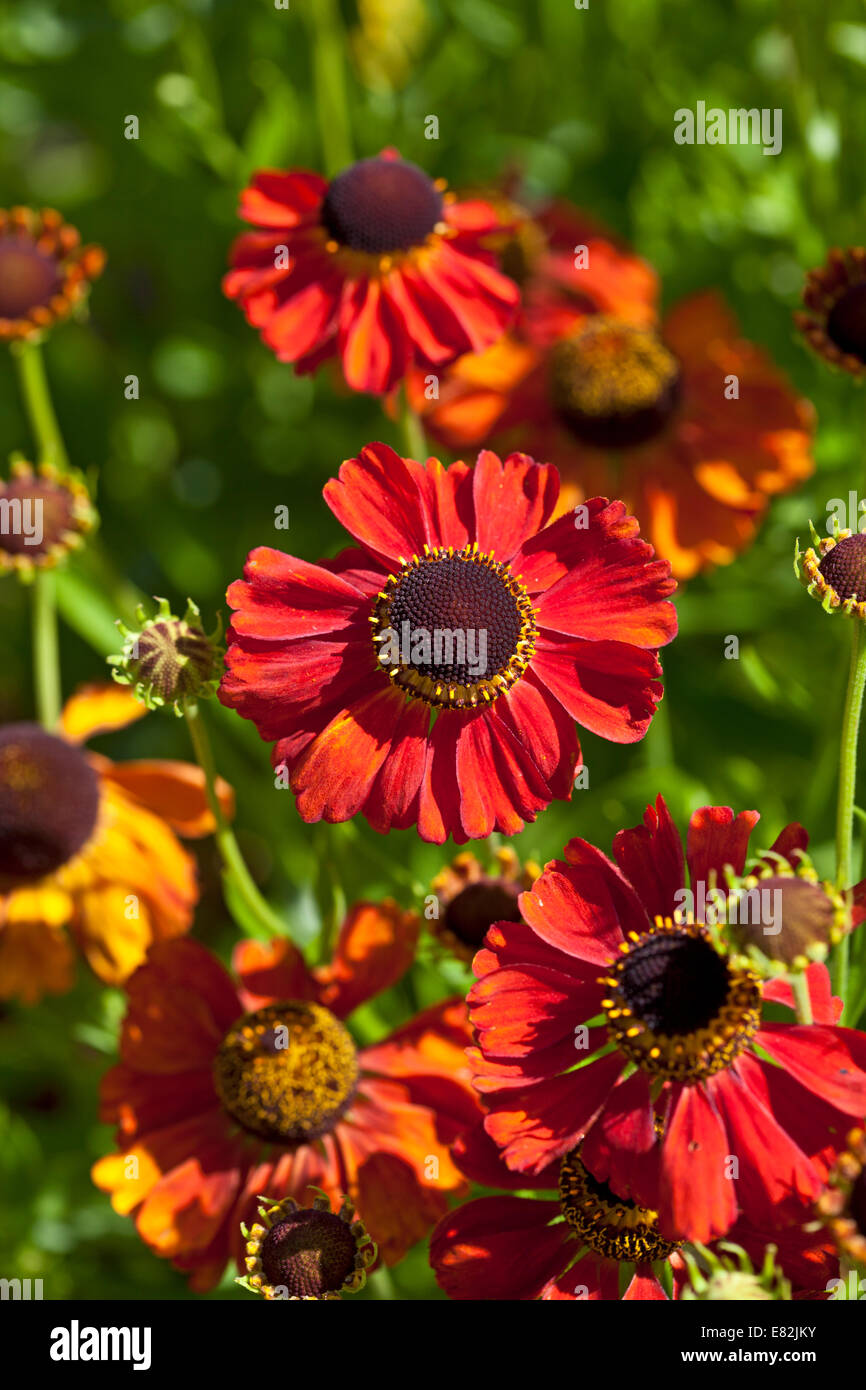 Helenium 'Red Army" Banque D'Images