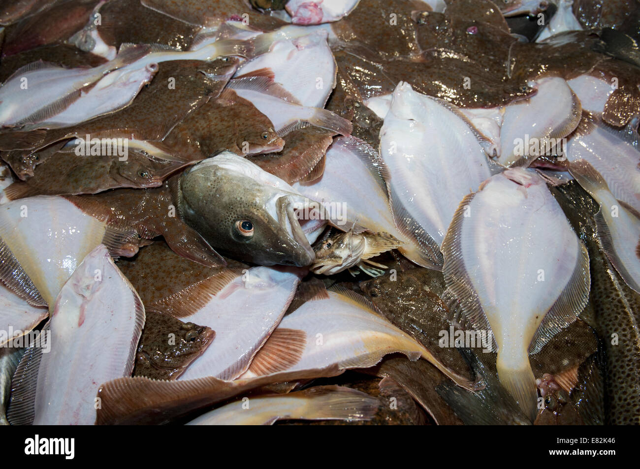 Les prises accessoires de queue jaune jaune (Limanda ferruginea) et la Morue franche (Gadus morhua)) sur le pont du chalutier de pêche.banc Stellwagen Banque D'Images