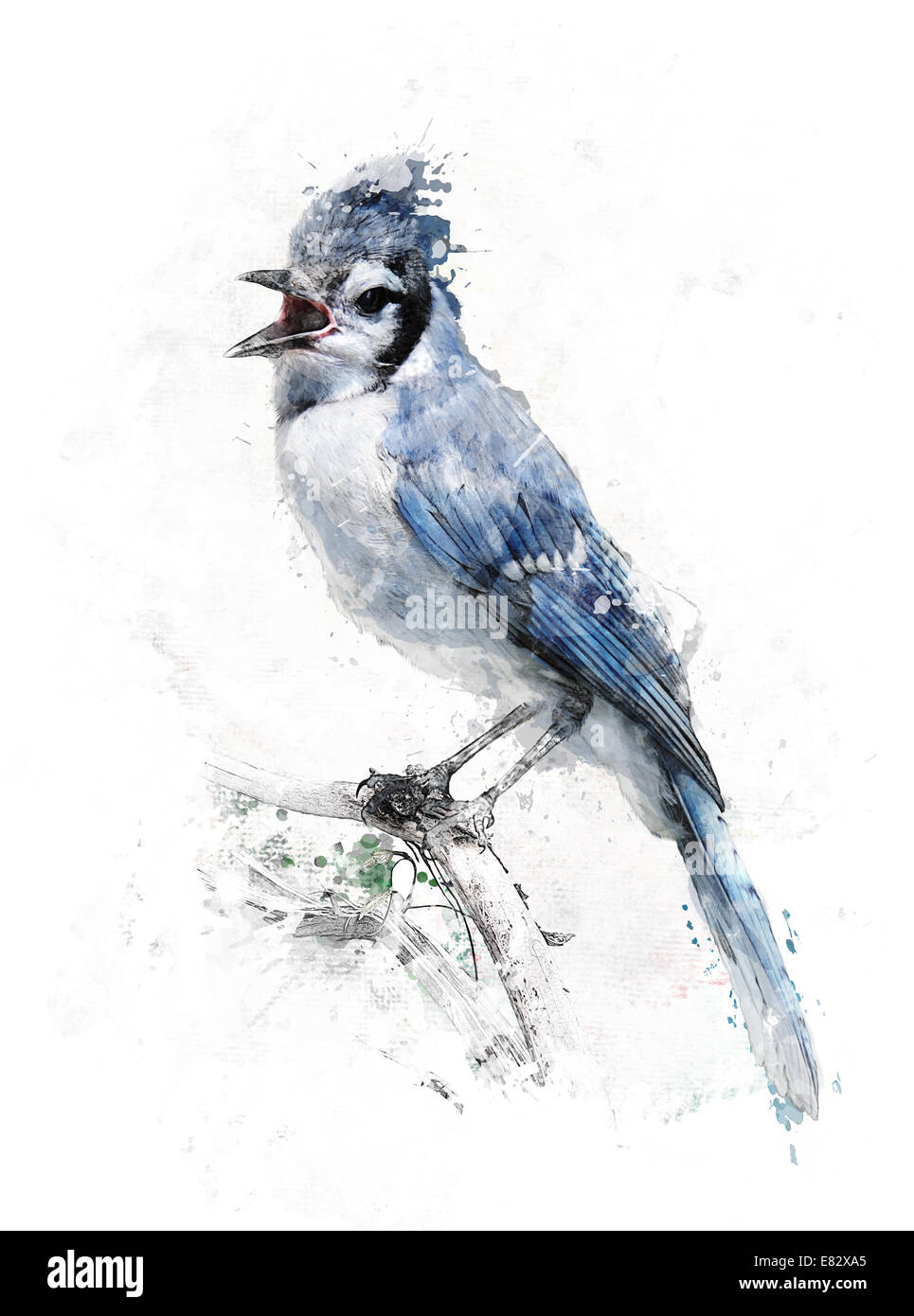 Aquarelle Peinture numérique d'Oiseau Geai bleu Banque D'Images