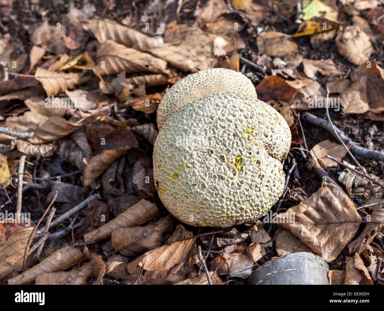 Les feuilles sèches de l'automne sur Puffball en forêt. Banque D'Images