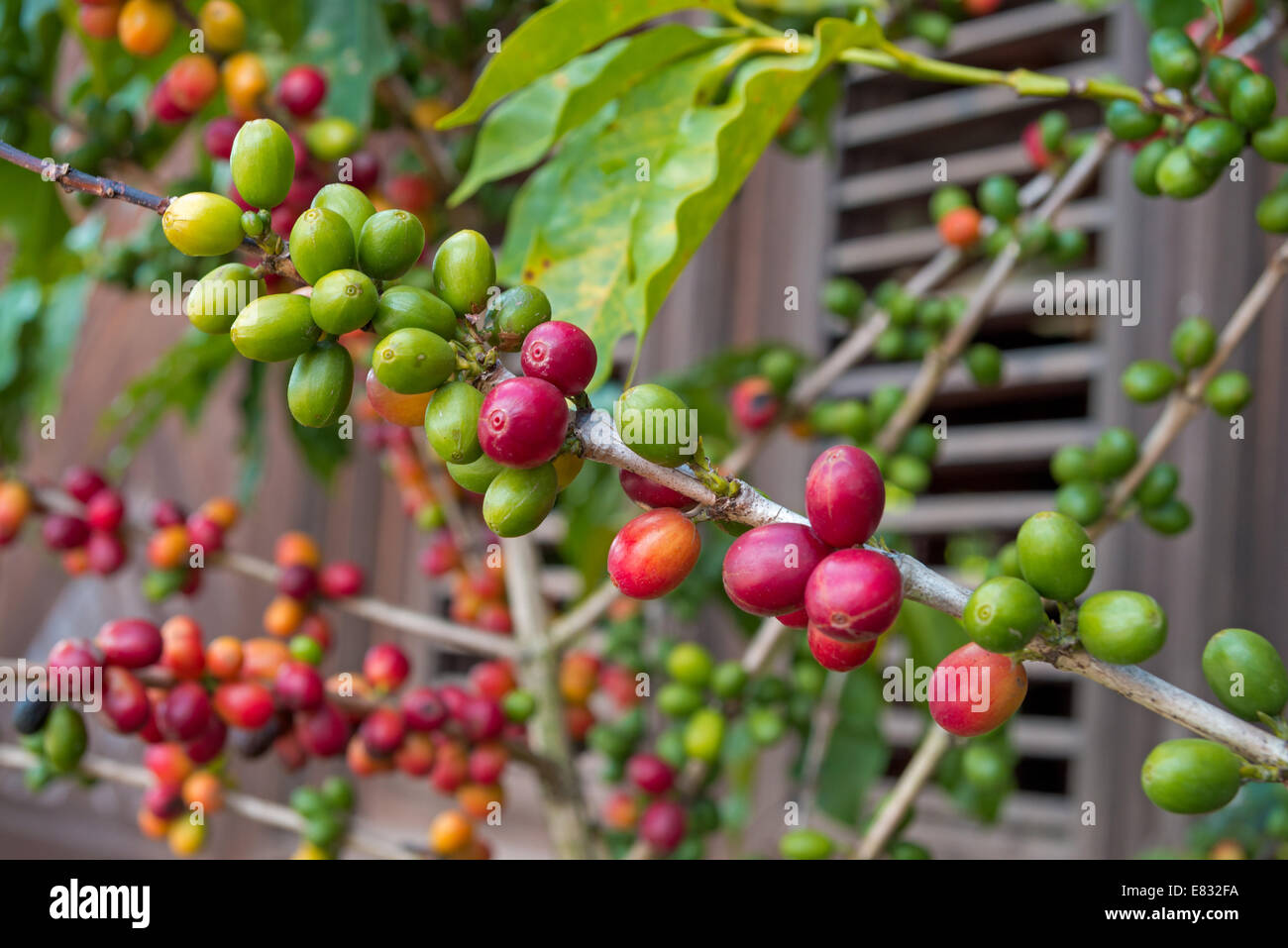 Branche de l'usine de café avec berry couleur différentes, République Dominicaine Banque D'Images