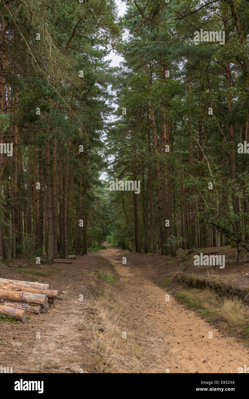 Une autre voie à travers une forêt de pins Banque D'Images