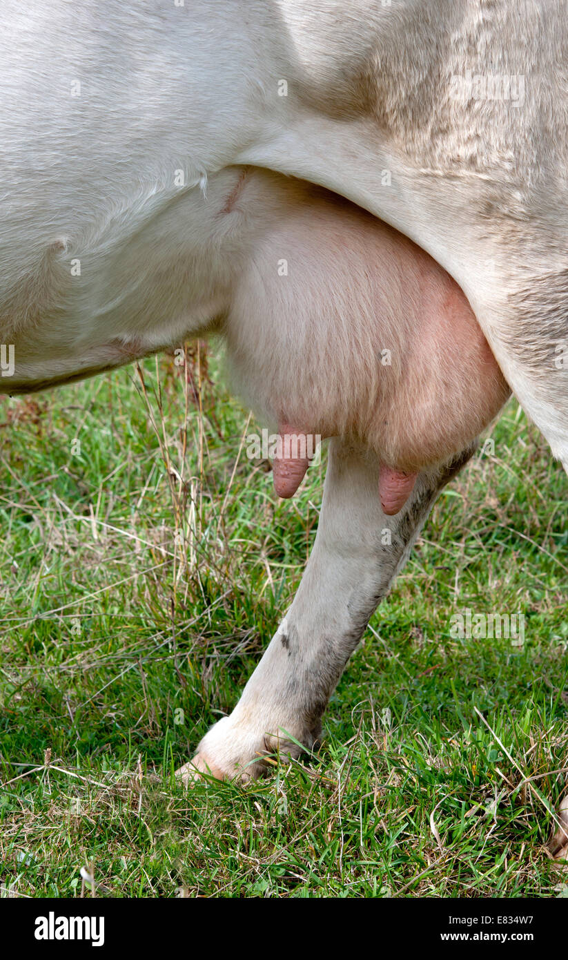 Pis d'une jeune vache Banque D'Images