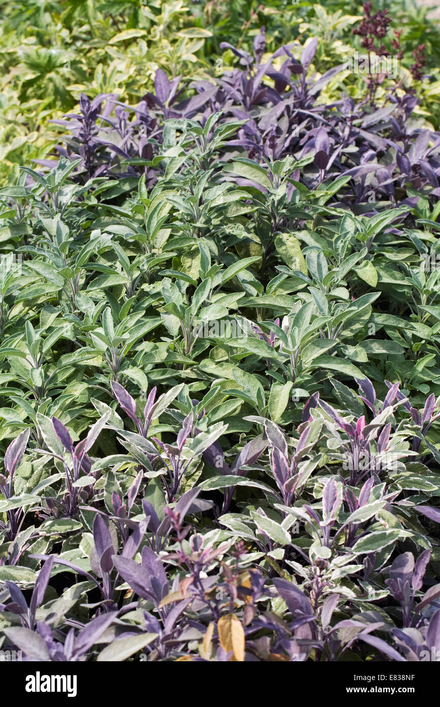 Salvia officinalis. Sage lit dans le potager, un assortiment de variétés. Banque D'Images