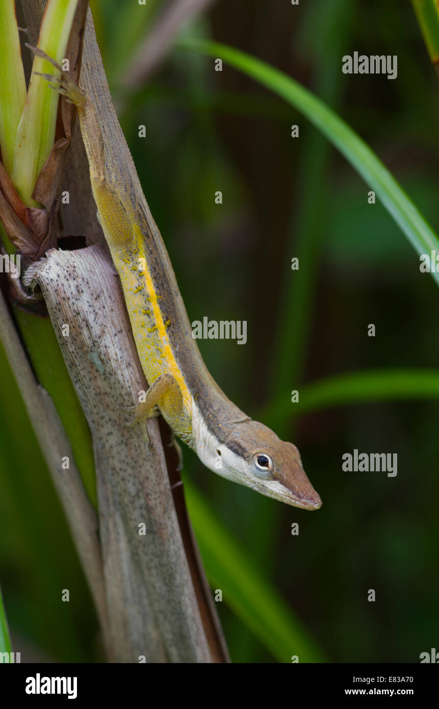 Un portoricain de Bush Anole (Anolis pulchellus) en harmonie avec les plantes sur le balcon de l'Observatoire d'Arecibo à Porto Rico Banque D'Images