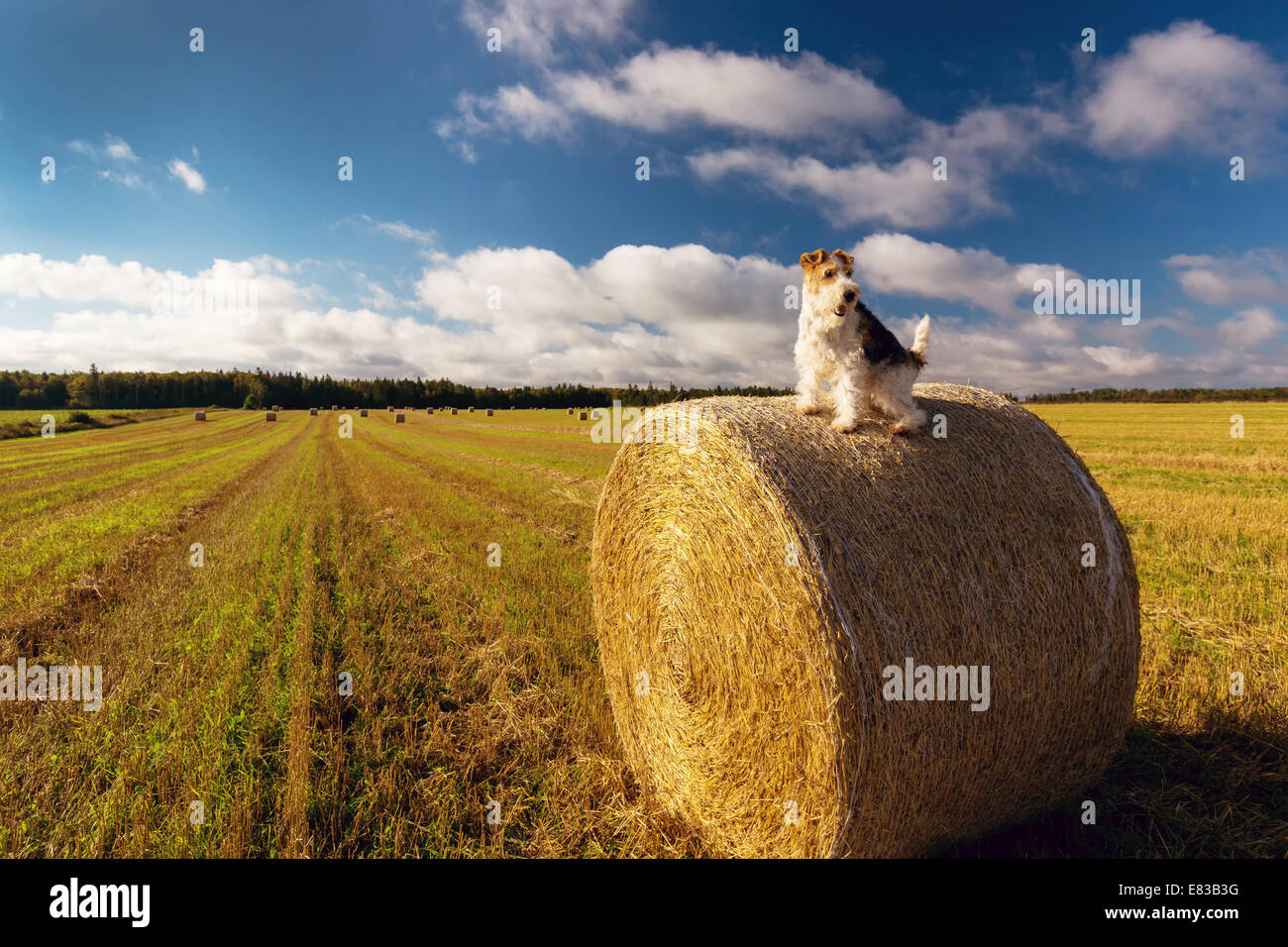 Un fil fox terrier perché au sommet d'une balles de foin dans un champ de l'Île du Prince Édouard. Banque D'Images