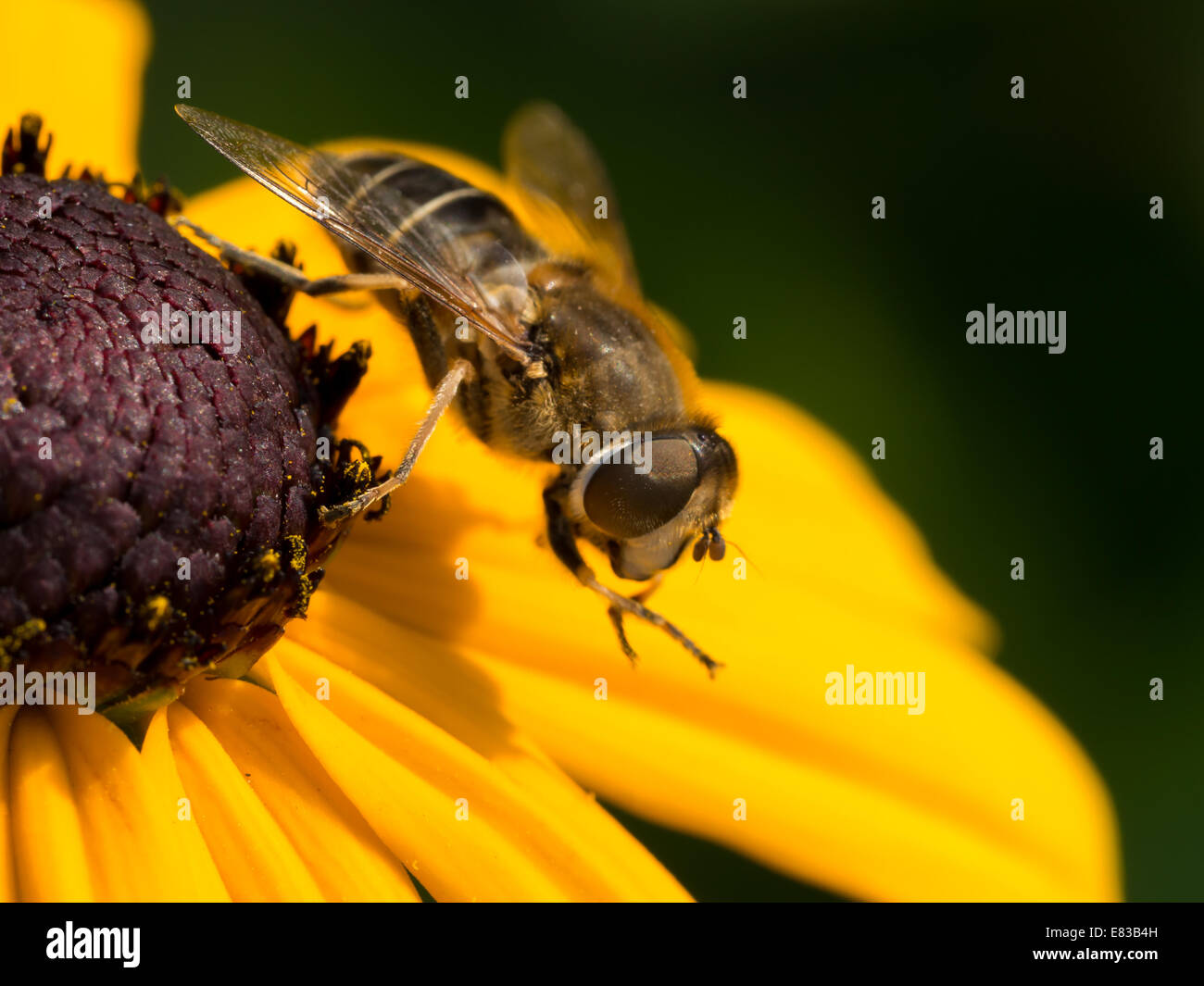 Wasp en appui sur le cône jaune fleur Banque D'Images