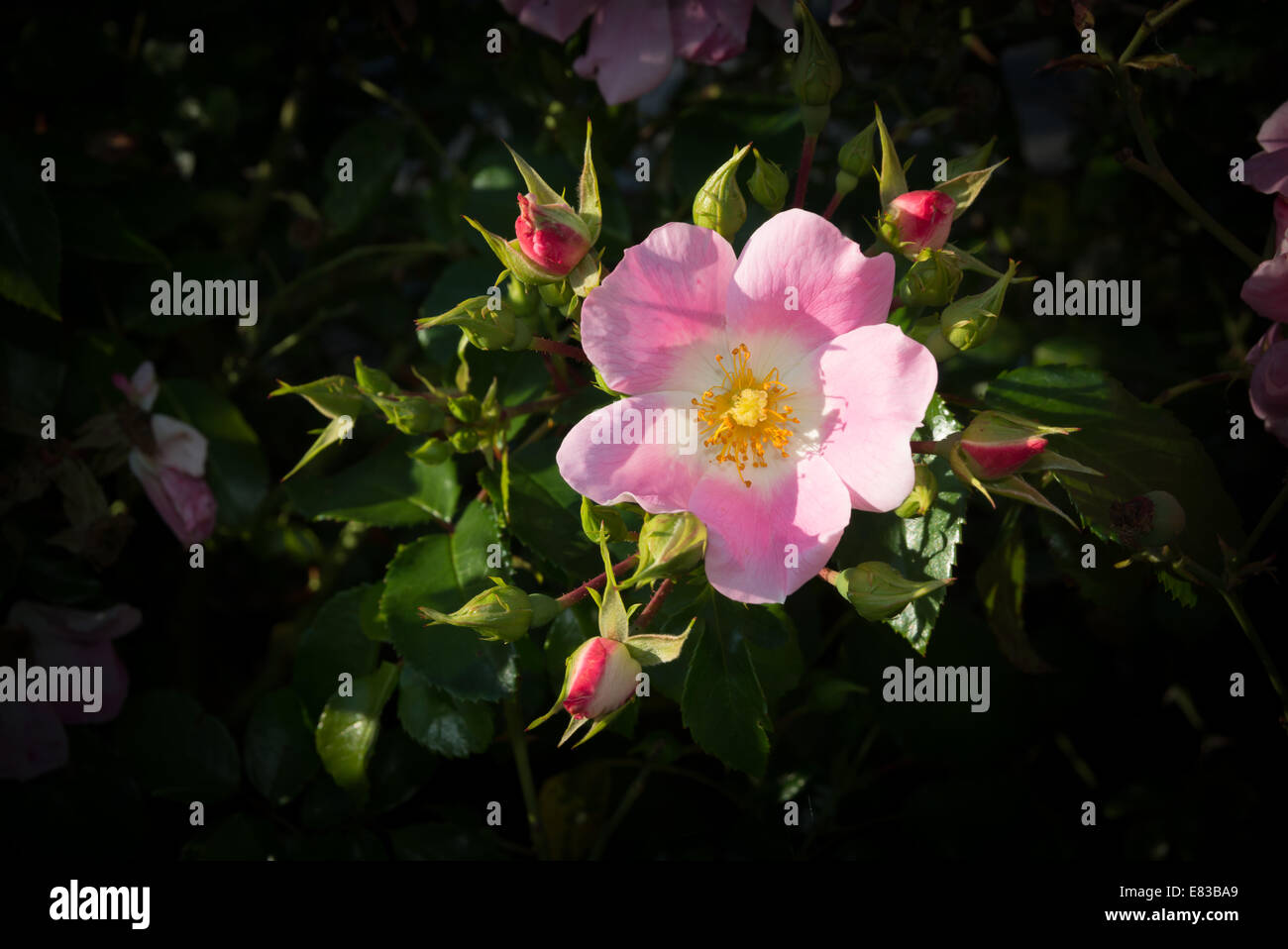 Wild Rose naturel avec les boutons. Rosa rugosa rose ou Dog rose libre en septembre jardin. Banque D'Images