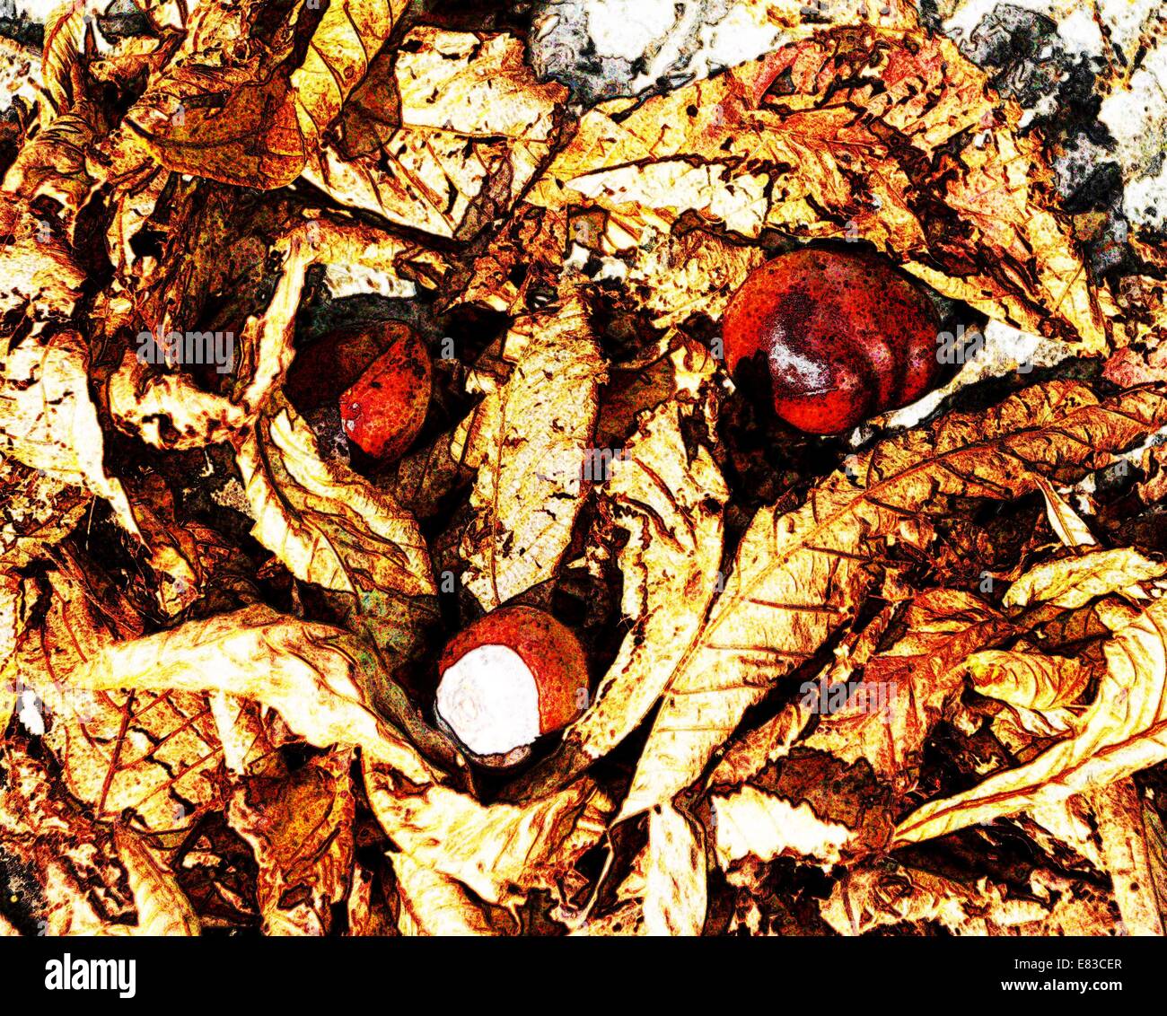 Conkers et marronnier de feuilles d'arbres sur le sol en automne Banque D'Images