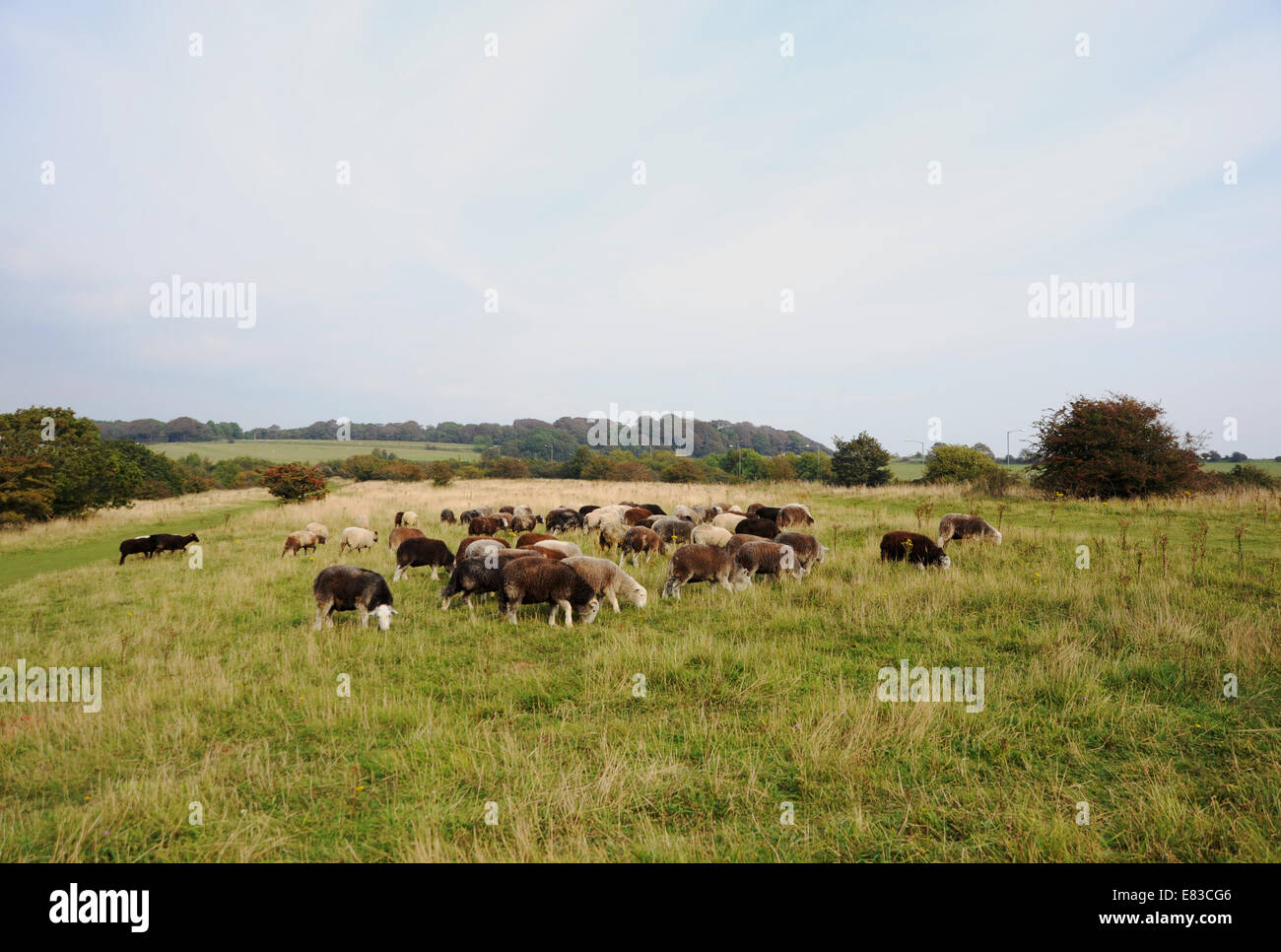 Les moutons ont été libérés à brouter sur les dames mille dans Brighton pour la première fois en 70 ans Banque D'Images