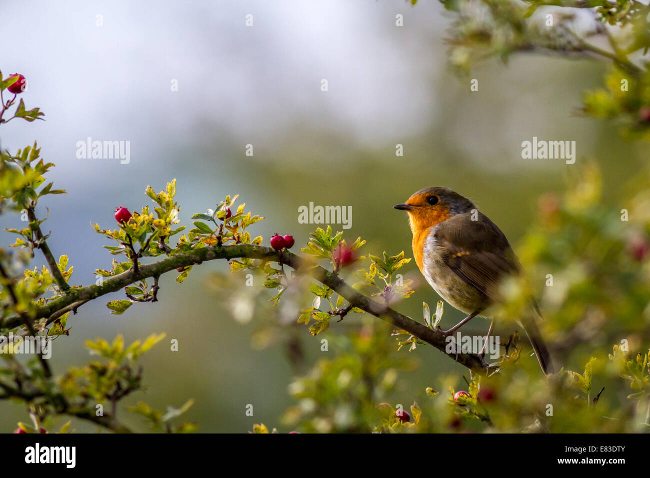 Robin en scène de type de Noël aux fruits rouges dans la haie, UK Banque D'Images