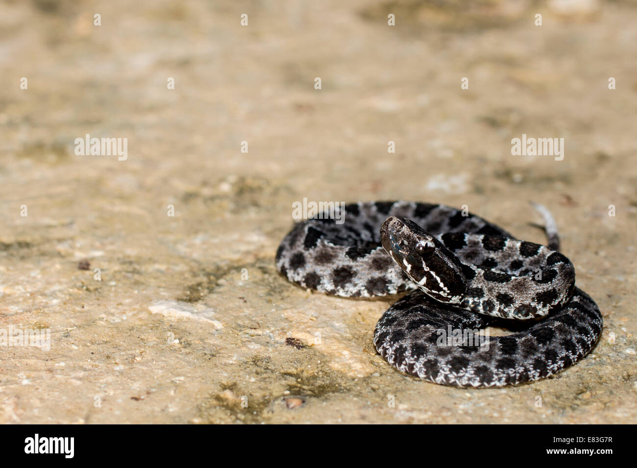 Crotale pygmée sombre (Sistrurus miliarius barbouri) sur l'argile Banque D'Images