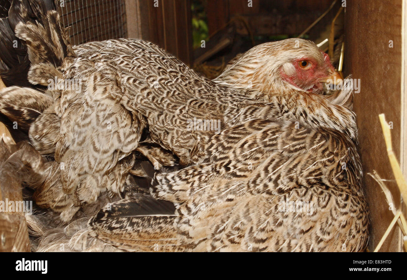Brahma sur son nid de poulet Gallus gallus domesticus Banque D'Images