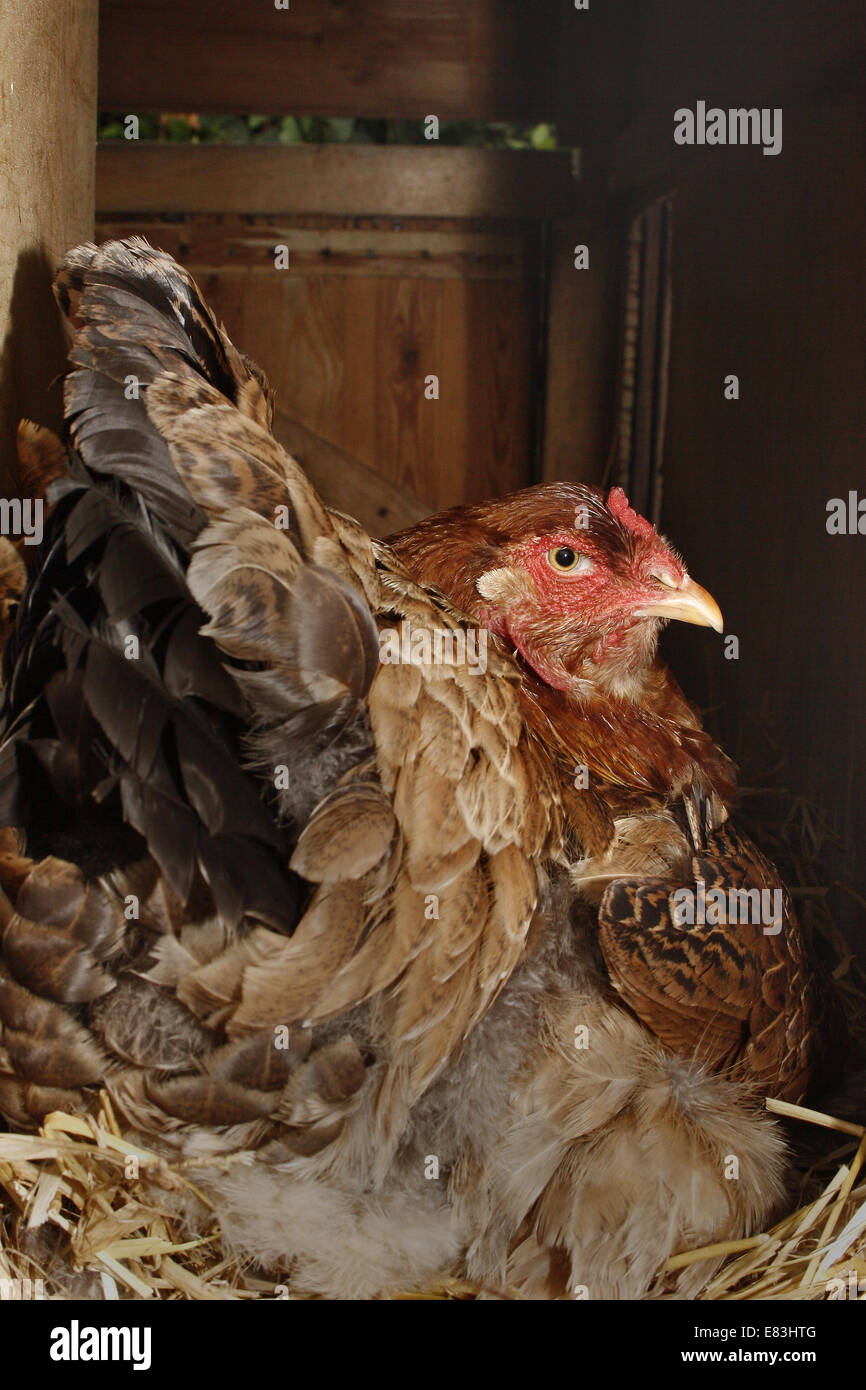 Brahma sur son nid de poulet Gallus gallus domesticus Banque D'Images